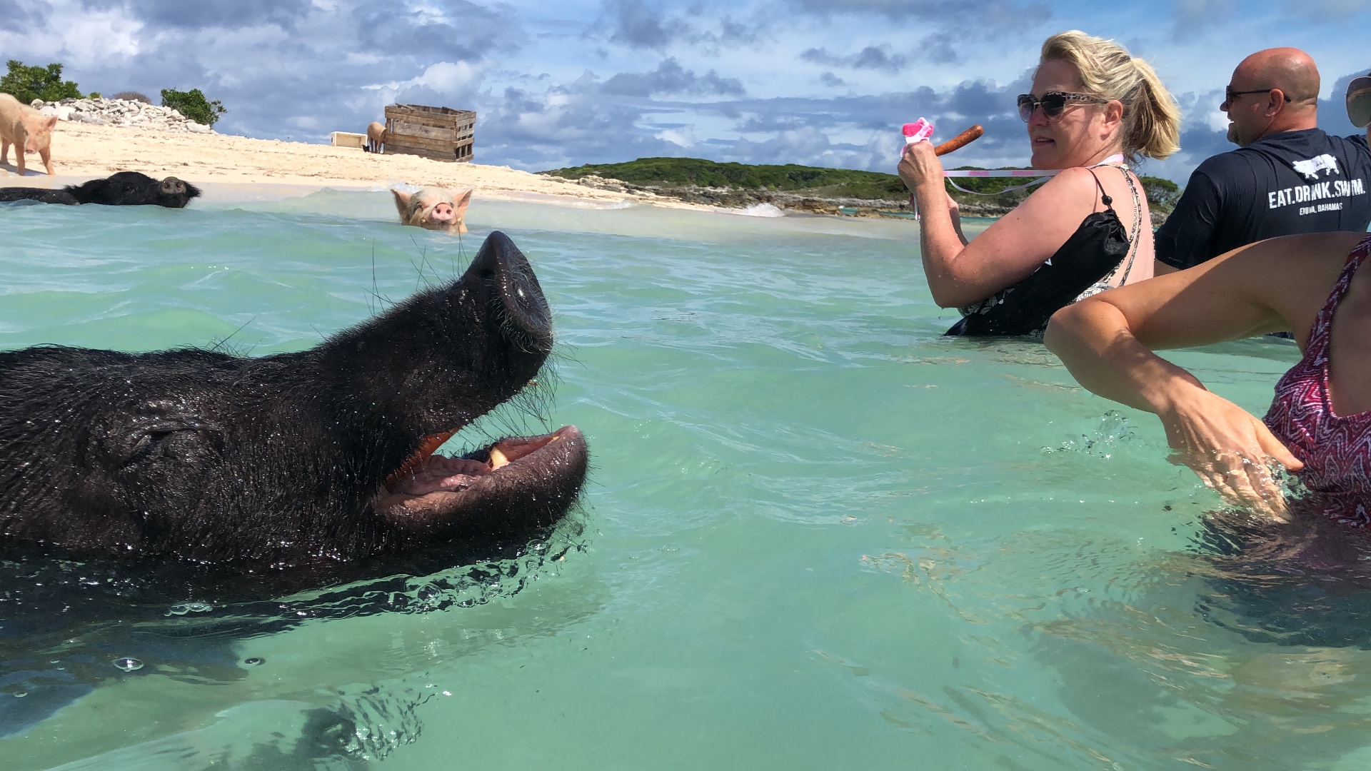 A swimming pig paddling through shallow turquoise water beside a boat tour in Exuma